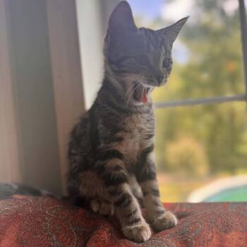 Smokey -  Domestic Short Hair Cat for Adoption in Woodstock, Virginia - Smokey | PetCurious