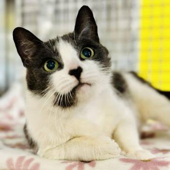 Domestic Short Hair Cats Available for Adoption in Jackson Township, New Jersey - Emma  | PetCurious