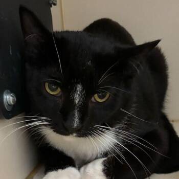 Domestic Short Hair Cats Available for Adoption in Dayton, Ohio - Nautilus | PetCurious
