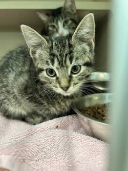 Rescue Domestic Short Hair Cats for Adoption in Columbus, Indiana - Ginny | PetCurious