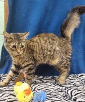 Sweet P -  Domestic Medium Hair Cat Available for Adoption in Bucyrus, Ohio - Sweet P | PetCurious