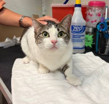 Rescue Domestic Short Hair Cats for Adoption in Sorrento, Louisiana - Omelette | PetCurious