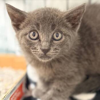 Stewart (Steve O.) -  Domestic Short Hair Cat for Adoption in Cumming, Georgia - Stewart (Steve O.) | PetCurious