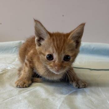 IVHS-Stray-142838 -  Domestic Short Hair Cat for Adoption in San Gabriel, California - IVHS-Stray-142838 | PetCurious