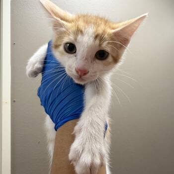 Montauk -  Domestic Short Hair Cat for Adoption in Westminster, California - Montauk | PetCurious