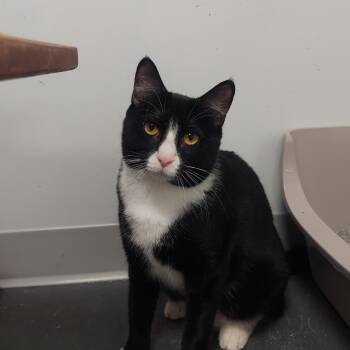 Rescue Domestic Short Hair Cats for Adoption in Williamsport, Pennsylvania - Harper | PetCurious