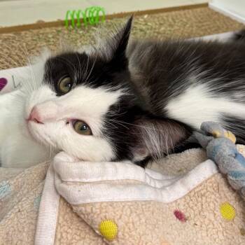 Joji -  Domestic Short Hair Cat Available for Adoption in West Palm Beach, Florida - Joji | PetCurious