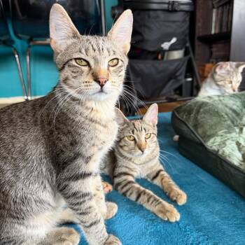 Lord Crumbs -  Domestic Short Hair Cat for Adoption - Lord Crumbs | PetCurious