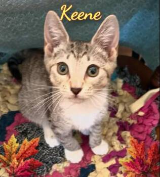 Keene -  Domestic Short Hair Cat for Adoption in Corinth, New York - Keene | PetCurious