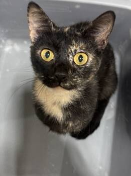 Rescue Domestic Short Hair Cats for Adoption in Jackson, Georgia - Georgie Girl | PetCurious