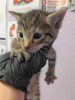 61140485 -  Domestic Short Hair Cat for Adoption in El Paso, Texas - 61140485 | PetCurious