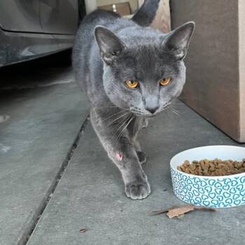 Domestic Short Hair Cats Available for Adoption - Gryphon | PetCurious