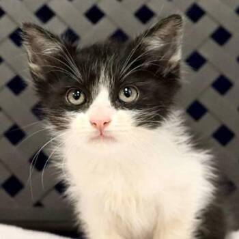 Domestic Long Hair Cats Available for Adoption - Cupid | PetCurious