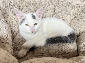 Rescue Domestic Short Hair Cats for Adoption in Jackson, Minnesota - Lily | PetCurious