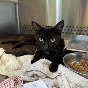Onyx -  Domestic Short Hair Cat for Adoption in Indianapolis, Indiana - Onyx | PetCurious