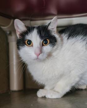 Domestic Short Hair Cats Available for Adoption in Boise, Idaho - Gully | PetCurious