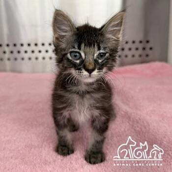 CHRISSY -  Domestic Short Hair Cat for Adoption in Irvine, California - CHRISSY | PetCurious