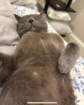 Earl Grey -  Russian Blue and Domestic Short Hair Cat for Adoption in Richardson, Texas - Earl Grey | PetCurious