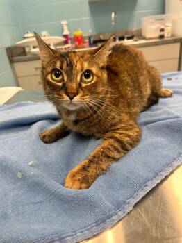 Domestic Short Hair Cats Available for Adoption in Frankfort, Kentucky - Nix | PetCurious