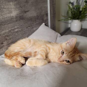 Cheeto Ivenschenko -  Domestic Short Hair Cat for Adoption in Las Vegas, Nevada - Cheeto Ivenschenko | PetCurious