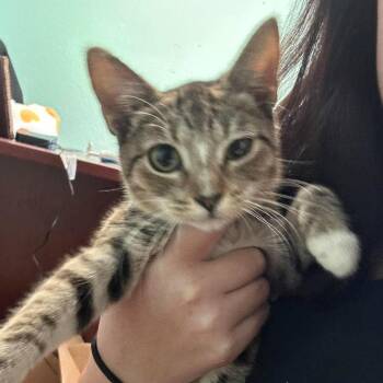 Mocha -  Domestic Short Hair Cat for Adoption in Madill, Oklahoma - Mocha | PetCurious
