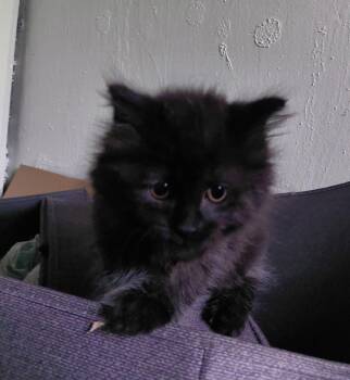 C325 Litter Bruno -  Domestic Long Hair Cat for Adoption in Livonia, Michigan - C325 Litter Bruno | PetCurious