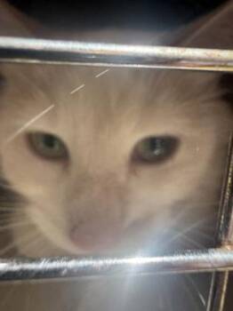 Shinx -  Domestic Medium Hair and Domestic Short Hair Cat for Adoption in West Chester, Pennsylvania - Shinx | PetCurious
