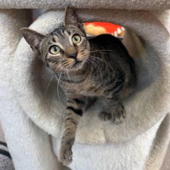 Buzz -  Domestic Short Hair Cat for Adoption in Sarasota, Florida - Buzz | PetCurious