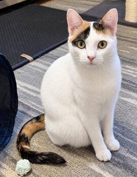 Stevie Nicks -  Calico and Domestic Short Hair Cat for Adoption in Allentown, New Jersey - Stevie Nicks | PetCurious