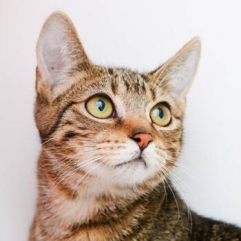 Mordecai -  Domestic Short Hair Cat for Adoption in Hattiesburg, Mississippi - Mordecai | PetCurious