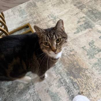Harlan -  Tabby and Domestic Short Hair Cat for Adoption in Newark, New Jersey - Harlan | PetCurious