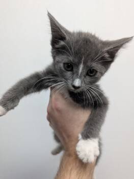 Smokey -  Domestic Short Hair Cat for Adoption in West Chester, Pennsylvania - Smokey | PetCurious
