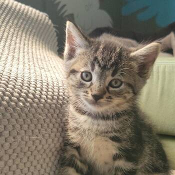 Omelette (Grey) -  Domestic Short Hair Cat for Adoption in Keizer, Oregon - Omelette (Grey) | PetCurious
