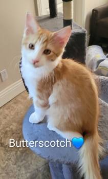 Butterscotch -  Domestic Short Hair Cat for Adoption in Las Vegas, Nevada - Butterscotch | PetCurious