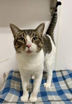 Rescue Domestic Short Hair Cats for Adoption in Joshua Tree, California - MR MAGOO | PetCurious