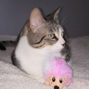 Cookie Courtesy Listed -  Domestic Short Hair Cat for Adoption in Midland, Michigan - Cookie Courtesy Listed | PetCurious