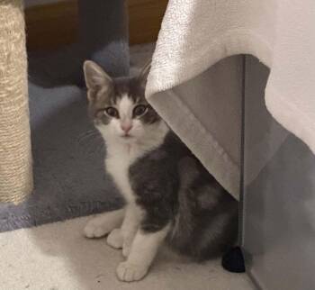 Wells -  Domestic Short Hair Cat for Adoption in Battle Creek, Michigan - Wells | PetCurious