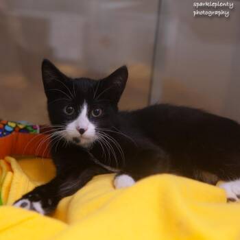 Pear -  Domestic Short Hair Cat for Adoption in Ridgefield, Connecticut - Pear | PetCurious