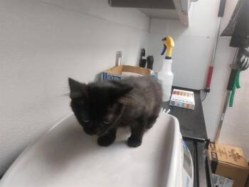 Domestic Short Hair Cats Available for Adoption in Antioch, California - CANYONBROOK | PetCurious