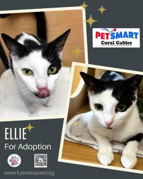 Domestic Short Hair Cats Available for Adoption in Miami, Florida - Ellie | PetCurious