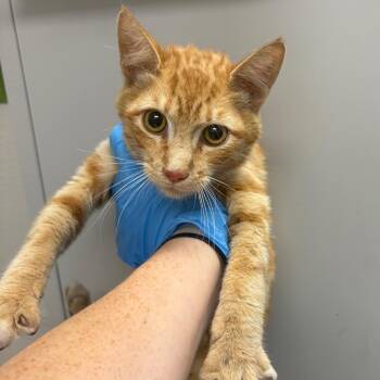 Rodney -  Domestic Short Hair Cat for Adoption in Columbiana, Alabama - Rodney | PetCurious