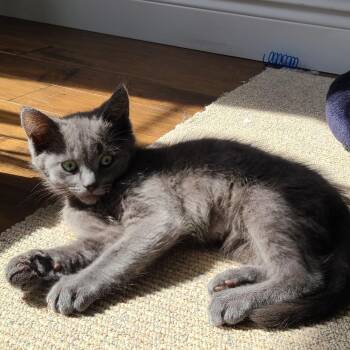 Virgo -  Domestic Short Hair Cat Available for Adoption in Puslinch, Ontario - Virgo | PetCurious