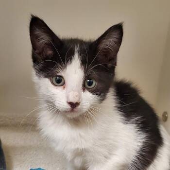 Stefani -  Domestic Short Hair Cat for Adoption in Phoenix, Arizona - Stefani | PetCurious