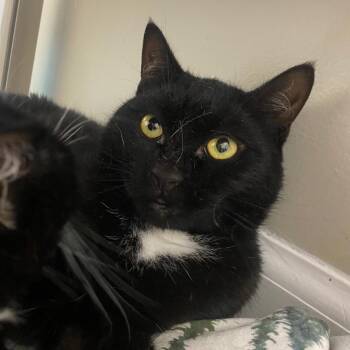 Cobweb -  Domestic Short Hair Cat for Adoption in Fall River, Massachusetts - Cobweb | PetCurious