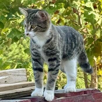 Rescue Tabby Cats for Adoption in Concord, North Carolina - Lillith | PetCurious