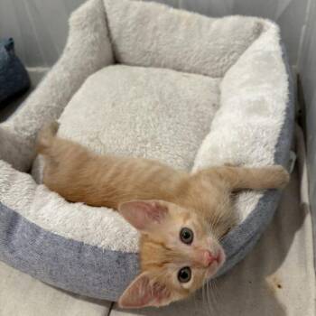 Christopher Robin -  Domestic Short Hair Cat for Adoption in Tampa, Florida - Christopher Robin | PetCurious