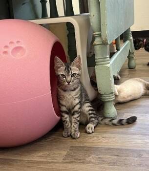 Kitten 28055 (Jam) -  Tabby Cat for Adoption in Parlier, California - Kitten 28055 (Jam) | PetCurious