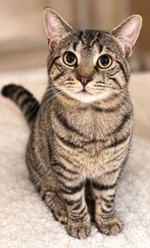 Toby -  Domestic Short Hair Cat for Adoption in New York, New York - Toby | PetCurious