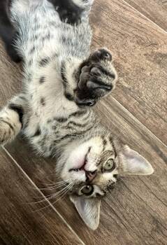 Rollie -  Domestic Short Hair Cat for Adoption in Houston, Texas - Rollie | PetCurious