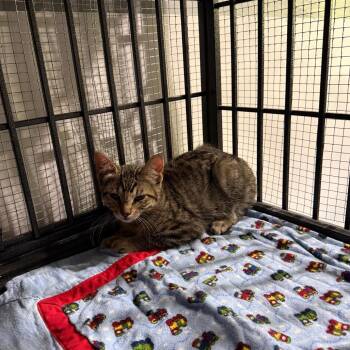Grady -  Domestic Short Hair Cat for Adoption in Ferndale, Washington - Grady | PetCurious